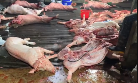 Lọn dịch tại lò mổ của bà Nguyễn Thị Hiền bị cơ quan công an phát hiện. Ảnh: Công an.