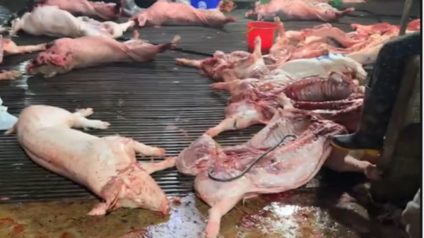 300 tấn lợn bệnh tuồn ra thị trường: Vụ việc đặc biệt nghiêm trọng, lộ nhiều lỗ hổng quản lý