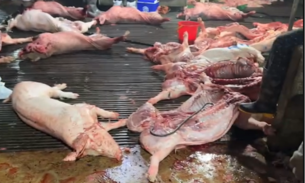 Lọn dịch tại lò mổ của bà Nguyễn Thị Hiền bị cơ quan công an phát hiện. Ảnh: Công an.
