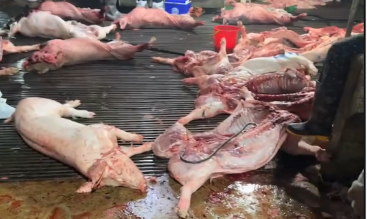 Lọn dịch tại lò mổ của bà Nguyễn Thị Hiền bị cơ quan công an phát hiện. Ảnh: Công an.