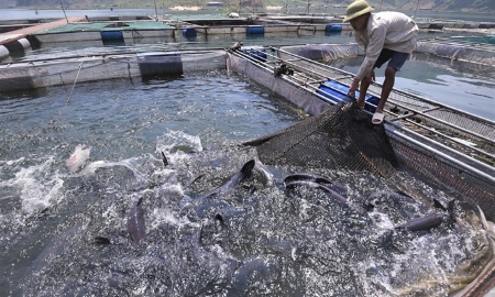 Nuôi thuỷ sản phát triển mạnh trên hồ Thuỷ điện Hoà Bình