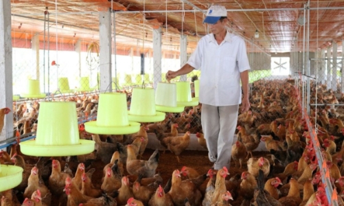 Chi phí đầu vào tăng cao: Ngành chăn nuôi, thủy sản chịu sức ép lớn