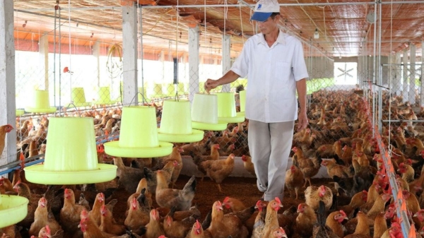 Chi phí đầu vào tăng cao: Ngành chăn nuôi, thủy sản chịu sức ép lớn