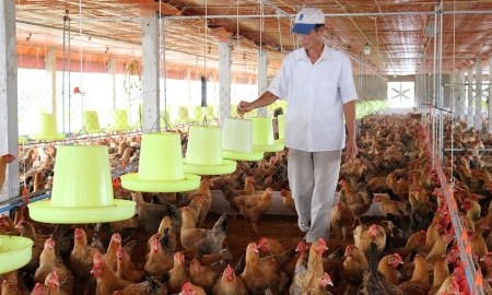 Ngành chăn nuôi gặp khó vì giá thức ăn tăng cao. Ảnh minh họa.