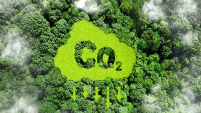 Potential of forest economy in Vietnam