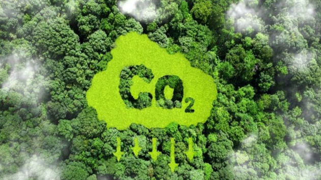 Potential of forest economy in Vietnam