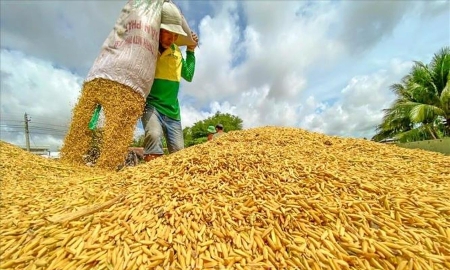Giá phân bón leo thang, nông sản giảm, nông dân đối mặt áp lực kép