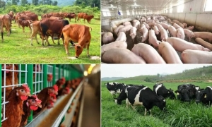 Chăn nuôi Việt Nam bứt phá nhờ khoa học và công nghệ