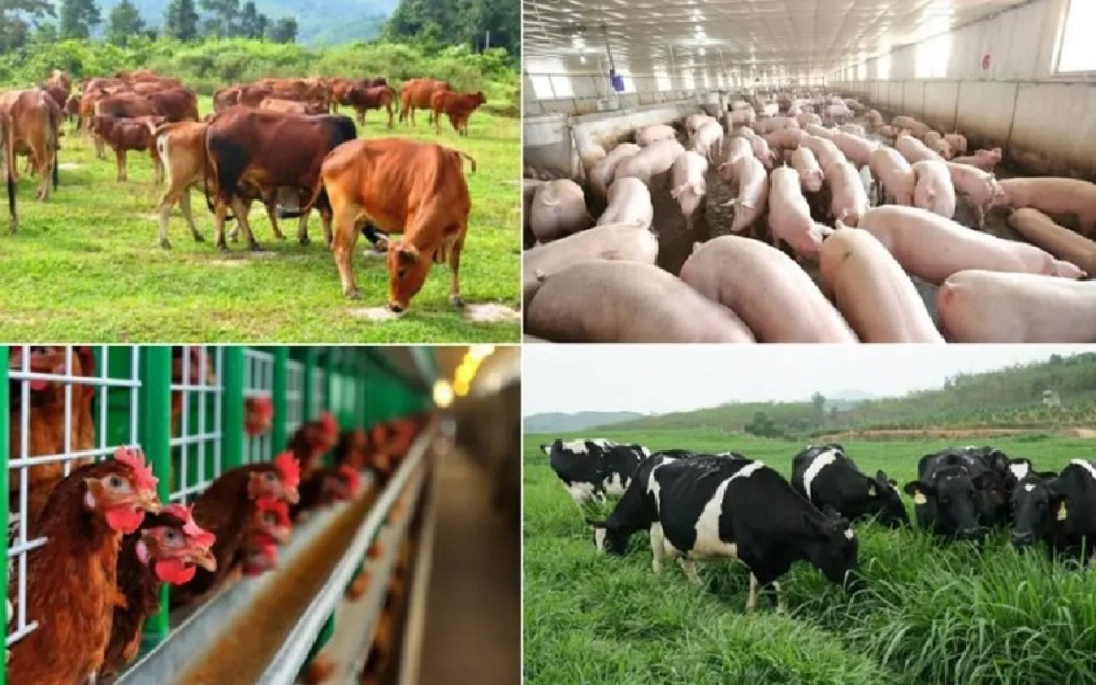 Ngành chăn nuôi Việt Nam phát triển mạnh mẽ nhờ vào ứng dụng khoa học và công nghệ. Ảnh minh họa.