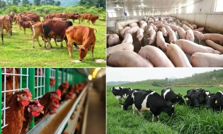 Ngành chăn nuôi Việt Nam phát triển mạnh mẽ nhờ vào ứng dụng khoa học và công nghệ. Ảnh minh họa.