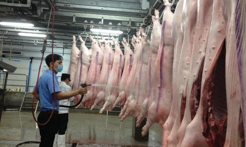 Chi tiết mức lương của công chức chuyên ngành kiểm dịch động vật 