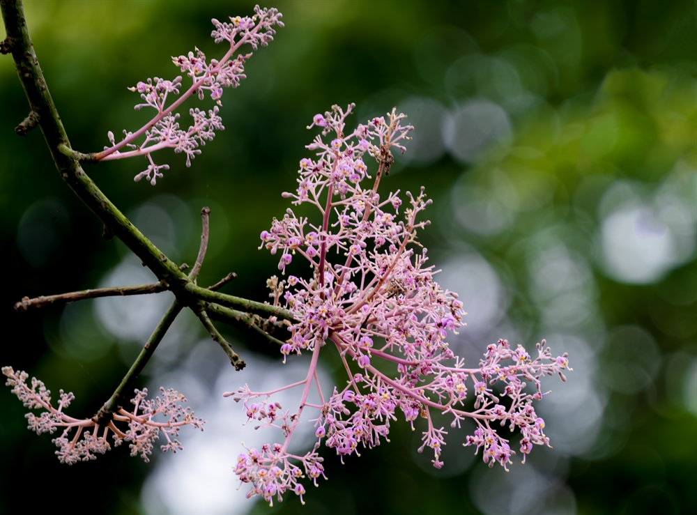Những tán ngô đồng vươn cao, phủ sắc tím lãng mạn.