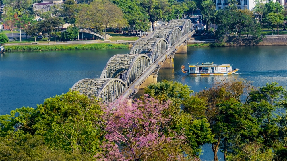 Hoa ngô đồng khoe sắc bên cầu Trường Tiền