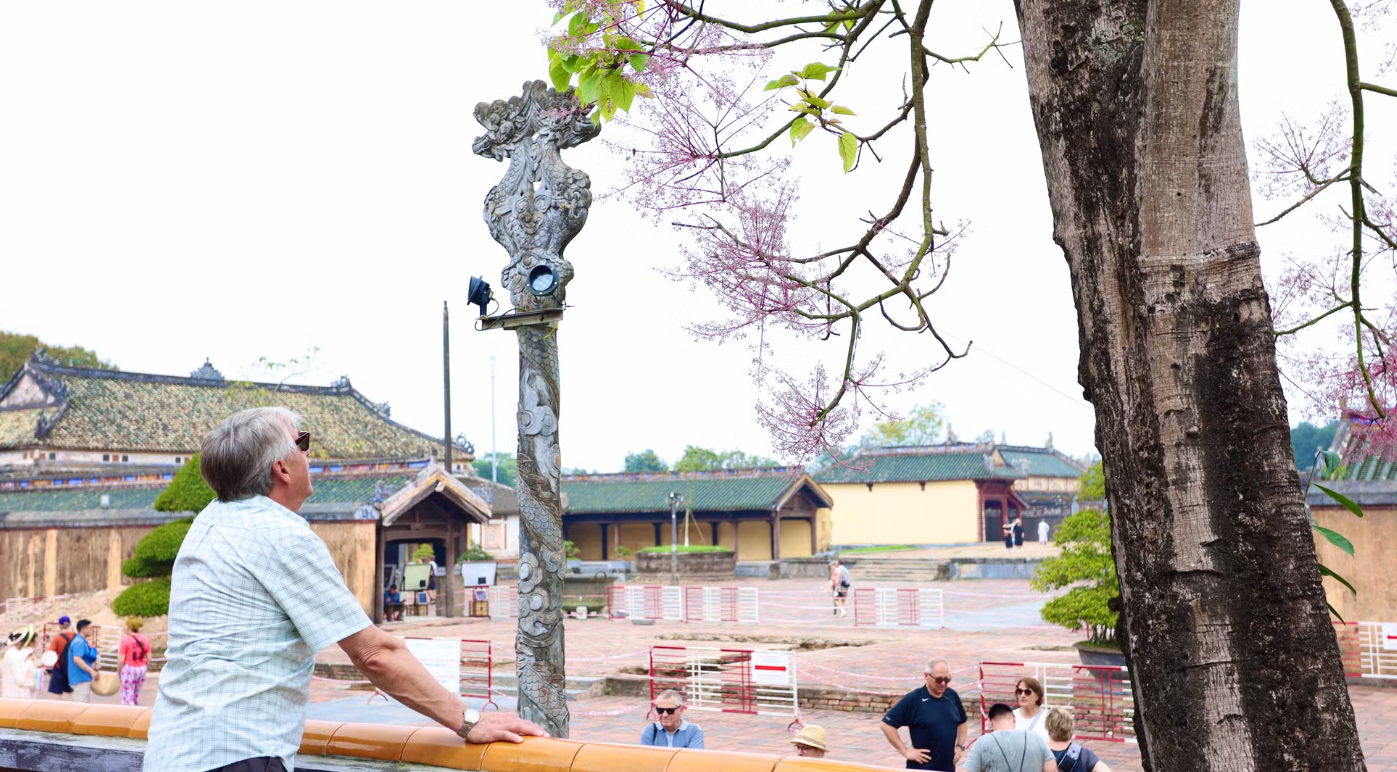 Du khách nước ngoài say mê ngắm hoa ngô đồng trong di tích Đại Nội