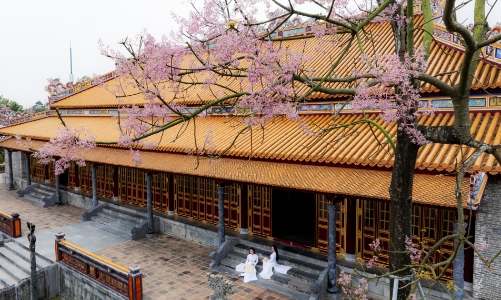 Sắc tím ngô đồng gọi mùa ở Huế, níu chân du khách