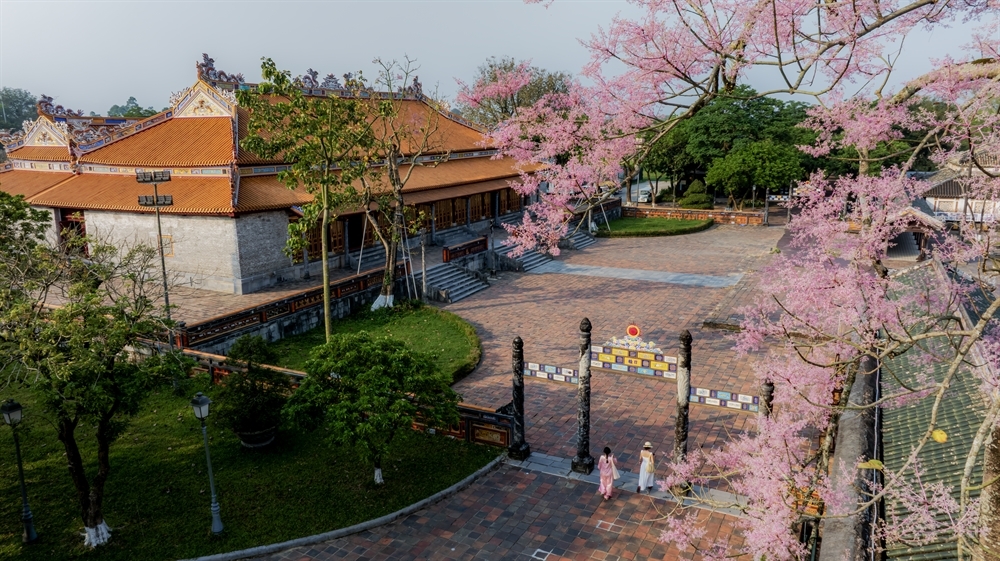 Sắc tím ngô đồng nở rộ trong không gian cổ kính của Huế mỗi độ tháng Ba.