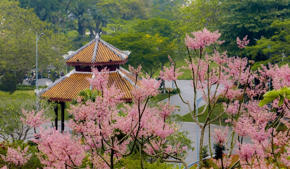 Ngô đồng nở hoa, điểm tô vẻ đẹp thanh tao cho cố đô.