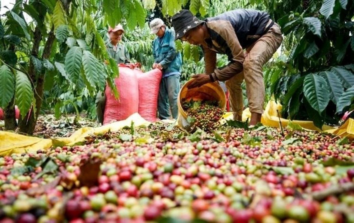 Khối lượng xuất khẩu cà phê trong 3 tháng đầu năm 2026 tăng 12,6% so với cùng kỳ.
