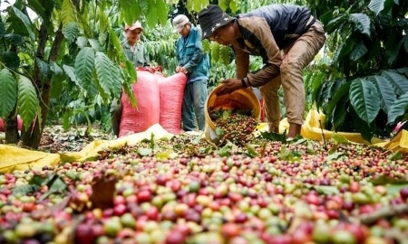 Khối lượng xuất khẩu cà phê trong 3 tháng đầu năm 2026 tăng 12,6% so với cùng kỳ.