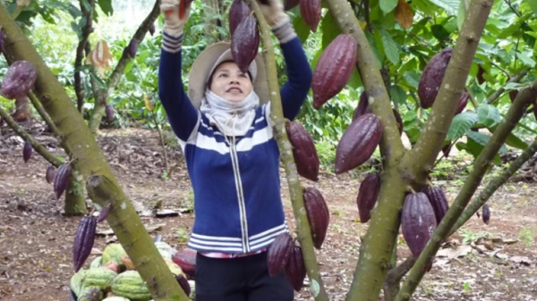 Đẩy mạnh chế biến sâu để nâng tầm giá trị ca cao Việt Nam