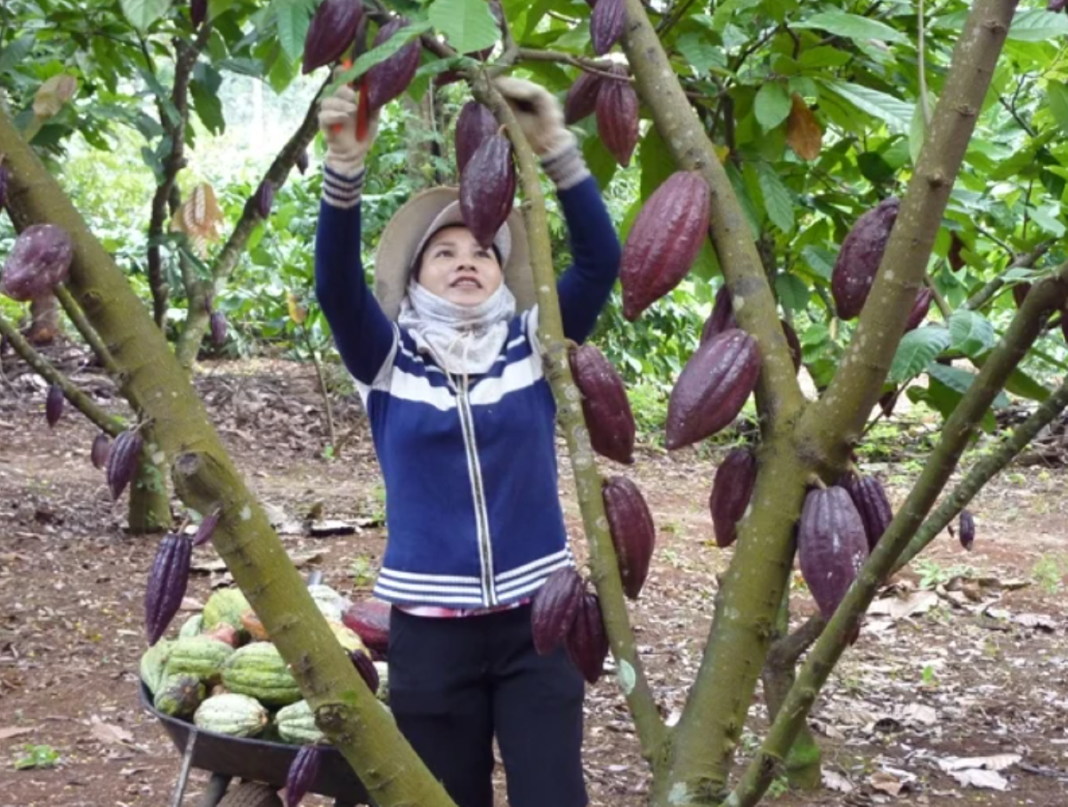 Ca cao trồng tại Việt Nam đạt chất lượng đặc biệt.