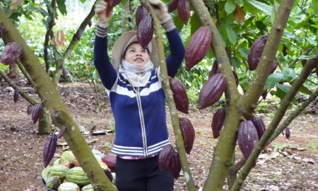 Ca cao trồng tại Việt Nam đạt chất lượng đặc biệt.