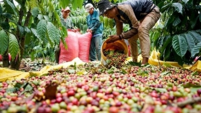 Vietnam exports over 577,000 tons of coffee in Q1