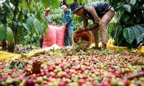Vietnam exports over 577,000 tons of coffee in Q1