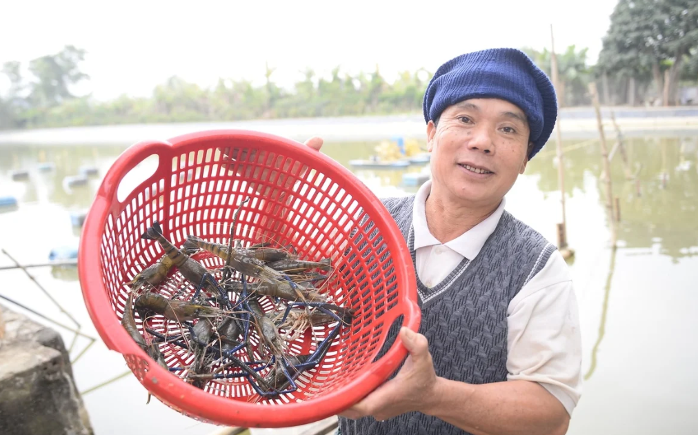 Gia đình ông Trần Xuân Hạnh thu hoạch tôm càng xanh, sản lượng đạt khoảng 800kg mỗi năm.