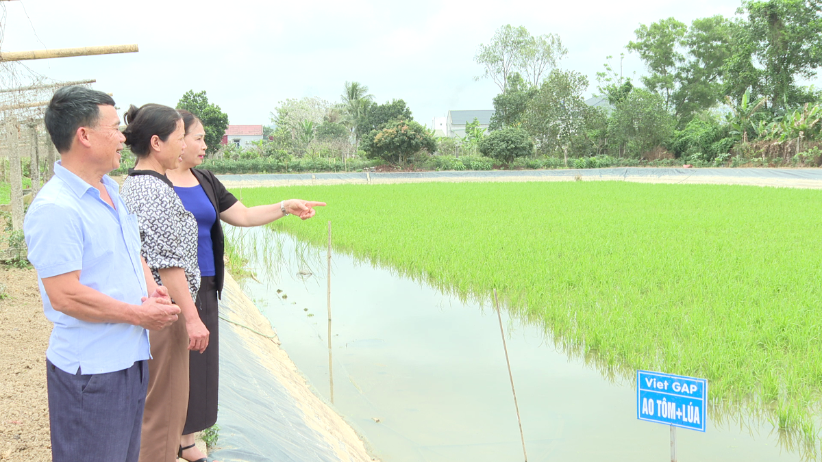 Mô hình nuôi tôm càng xanh xen canh lúa tại phường Quang Trung cho hiệu quả kinh tế cao.