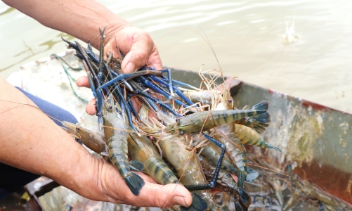Tôm càng xanh “cõng” lúa, nông dân thu hàng trăm triệu đồng mỗi năm