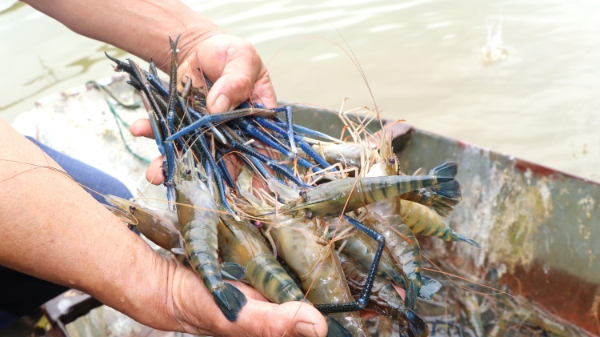 Tôm càng xanh “cõng” lúa, nông dân thu hàng trăm triệu đồng mỗi năm
