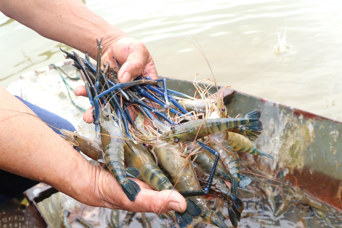 Thu hoạch tôm càng xanh với giá trị kinh tế cao. Ảnh: Nguyễn Thuấn.