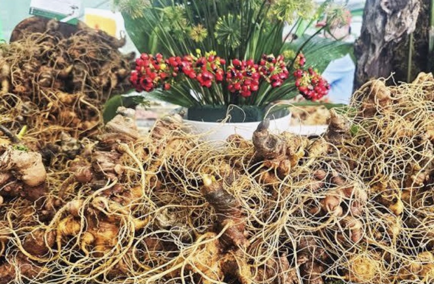 Củ Sâm Ngọc Linh mới thu hoạch.