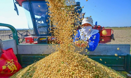 Quý 1/2026, Việt Nam nhập khẩu 847 nghìn tấn đậu tương, trị giá 405 triệu USD. Ảnh minh họa.