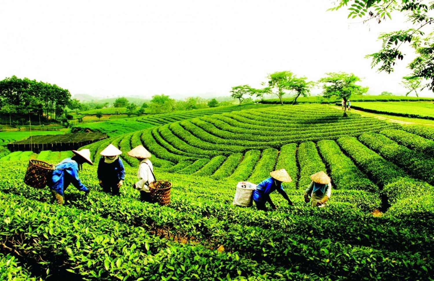 Nhiều hợp tác xã liên kết nông dân trồng chè, tạo thu nhập cao cho xã viên.