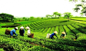 Tính đến hết năm 2025, cả nước có hơn 36 nghìn hợp tác xã, đóng góp khoảng 4,8% GDP 