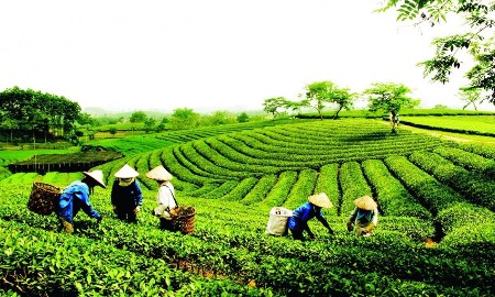Tính đến hết năm 2025, cả nước có hơn 36 nghìn hợp tác xã, đóng góp khoảng 4,8% GDP