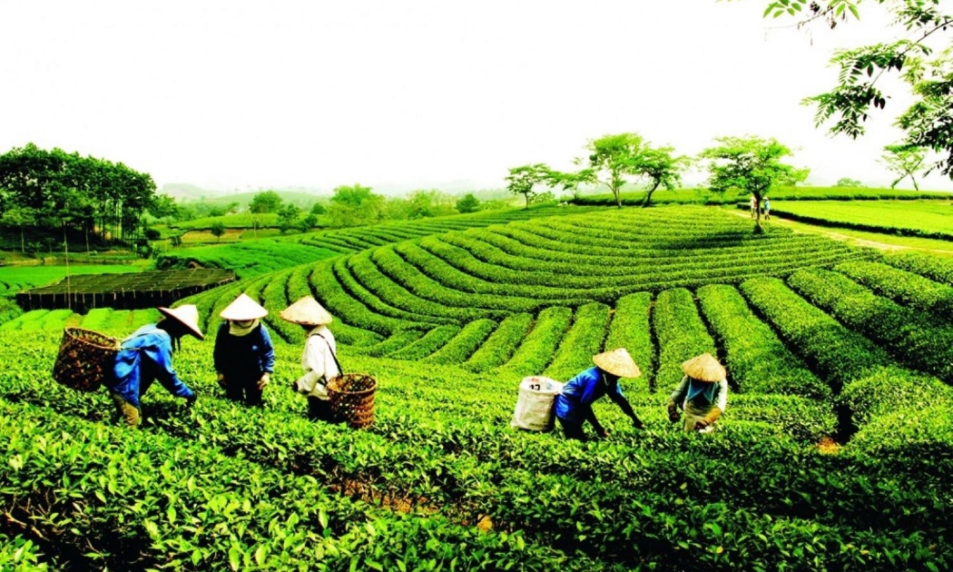 Tính đến hết năm 2025, cả nước có hơn 36 nghìn hợp tác xã, đóng góp khoảng 4,8% GDP 