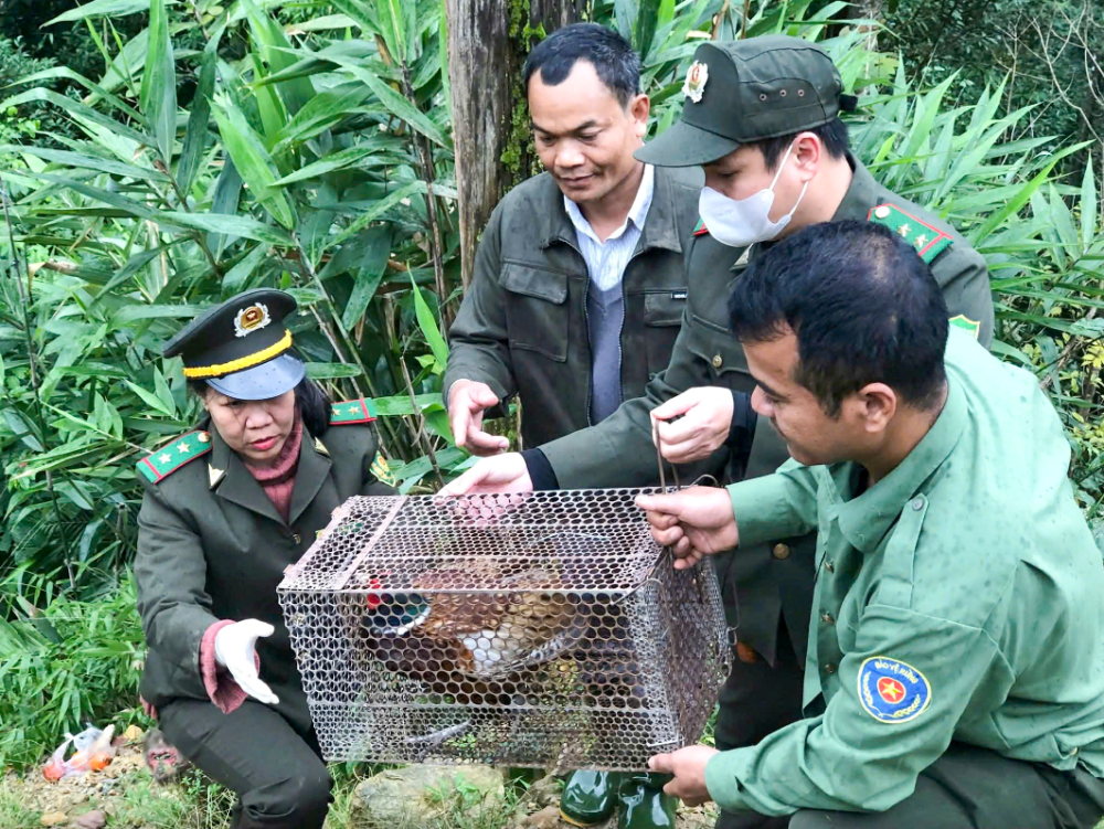 Nhiều cá thể động vật được tái thả về môi trường tự nhiên sau khi được cứu hộ.