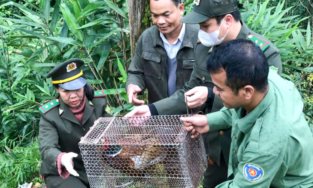 Nhiều cá thể động vật được tái thả về môi trường tự nhiên sau khi được cứu hộ.