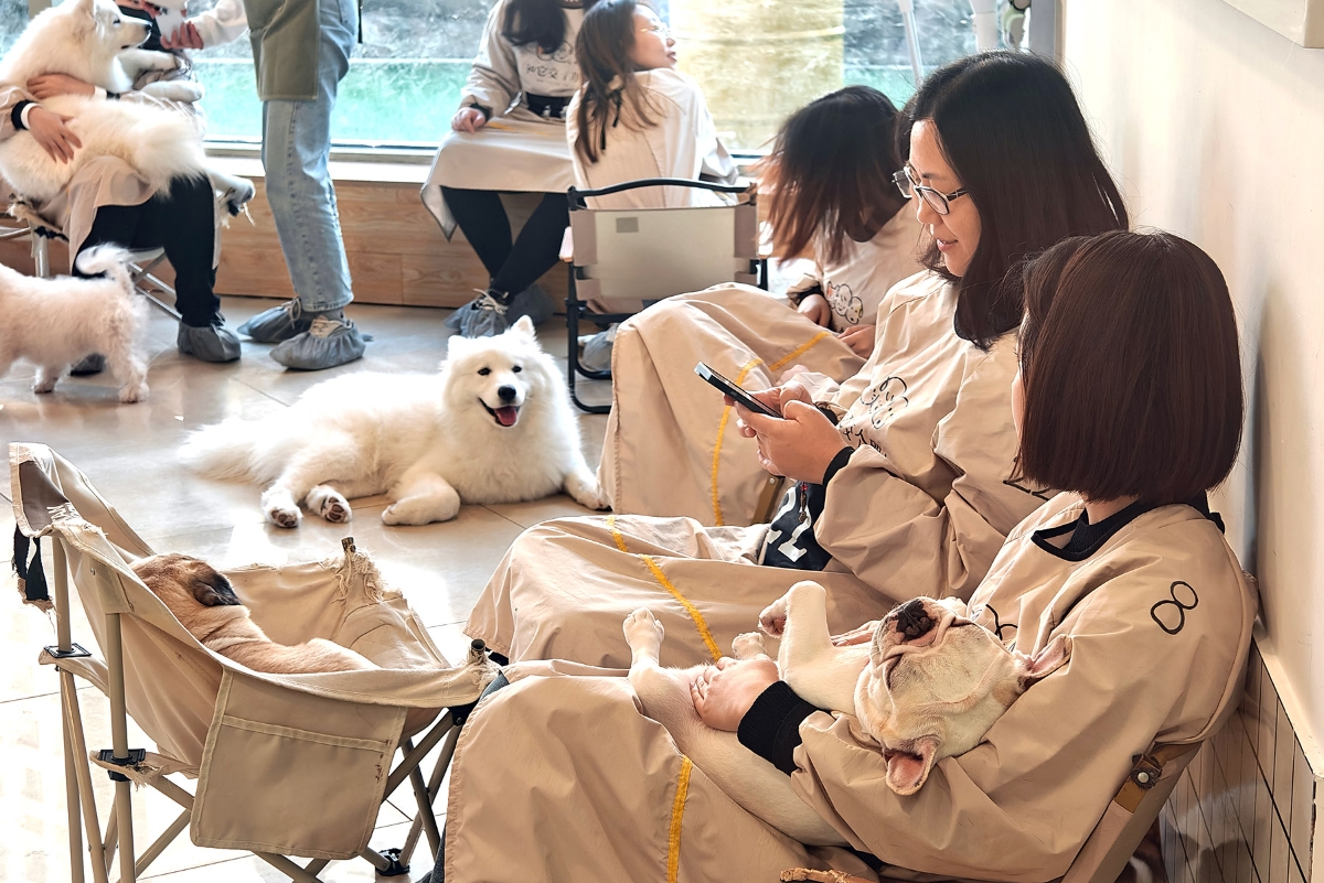 10 năm kể từ khi “Pet Economy” xuất hiện ở Trung Quốc, hàng triệu con chó mèo thế hệ đầu đã bước vào tuổi già.