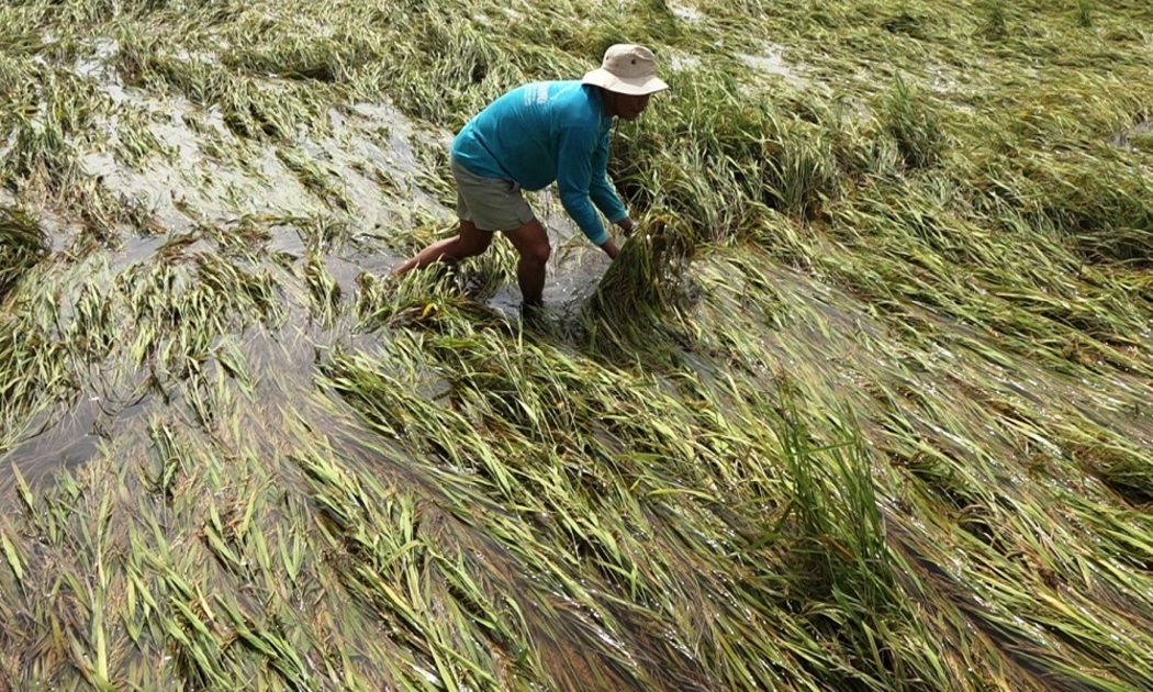 Ngành nông nghiệp Việt Nam và các quốc gia ASEAN đang chịu tác động ngày càng rõ rệt của biến đổi khí hậu. Ảnh minh họa.