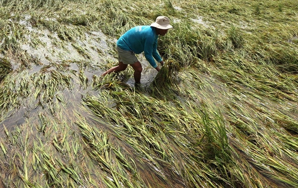 Ngành nông nghiệp Việt Nam và các quốc gia ASEAN đang chịu tác động ngày càng rõ rệt của biến đổi khí hậu. Ảnh minh họa.
