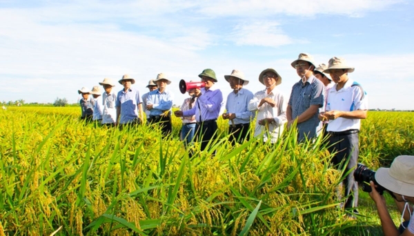 Khuyến nông phải diễn ra trong thực địa, trong sản xuất thực tế. Ảnh minh họa.