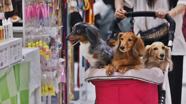 Việt Nam trong làn sóng tăng trưởng “kinh tế thú cưng”