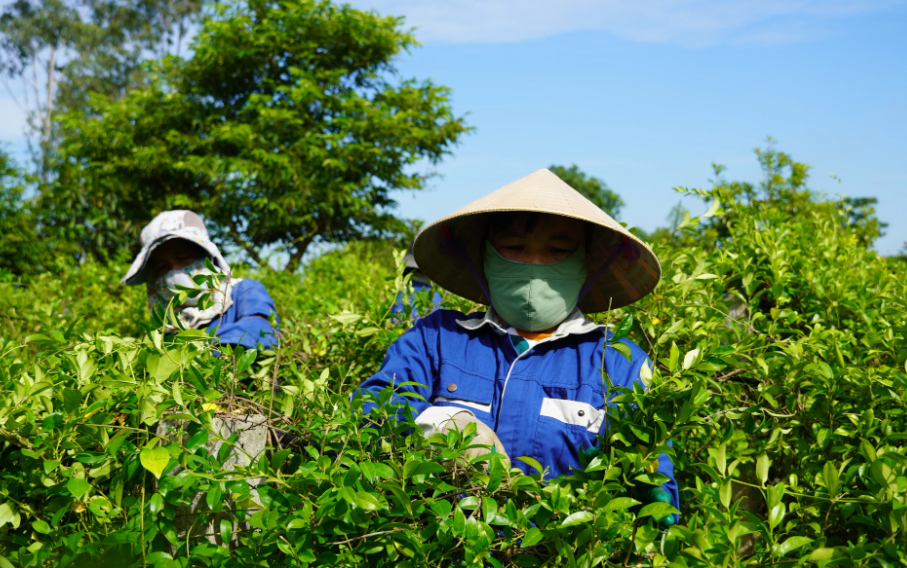 Nông dân xã Bố Trạch chăm sóc cây dược liệu. Ảnh: X.Phú