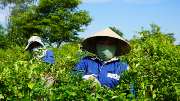 Khai thác “kho báu xanh”, Quảng Trị đẩy mạnh kinh tế dược liệu