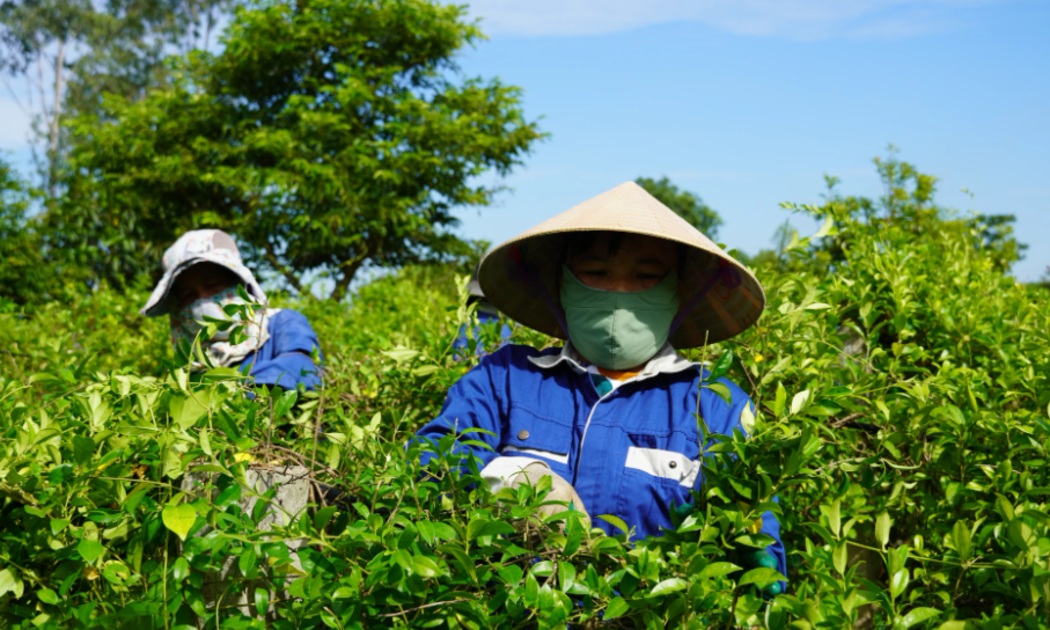 Nông dân xã Bố Trạch chăm sóc cây dược liệu. Ảnh: X.Phú