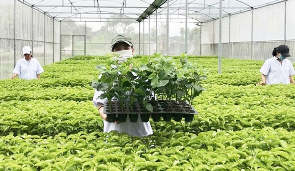 Giống quyết định năng suất, sản lượng và giá thành trong trồng trọt.